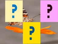 Butterfly Memory Match