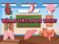 What Organ Is This